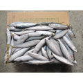 Fresh Frozen Sardine Bait For Tuna